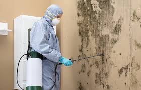 Best Emergency Mold Remediation  in Coal Grove, OH